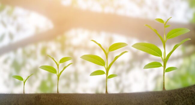 plant grwoing plant grwoing